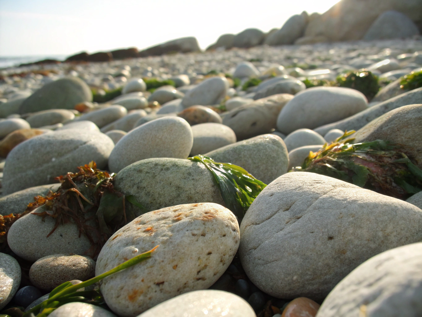 Sulphate-Free Seaweed Shampoo UK: Gentle Care for Dogs